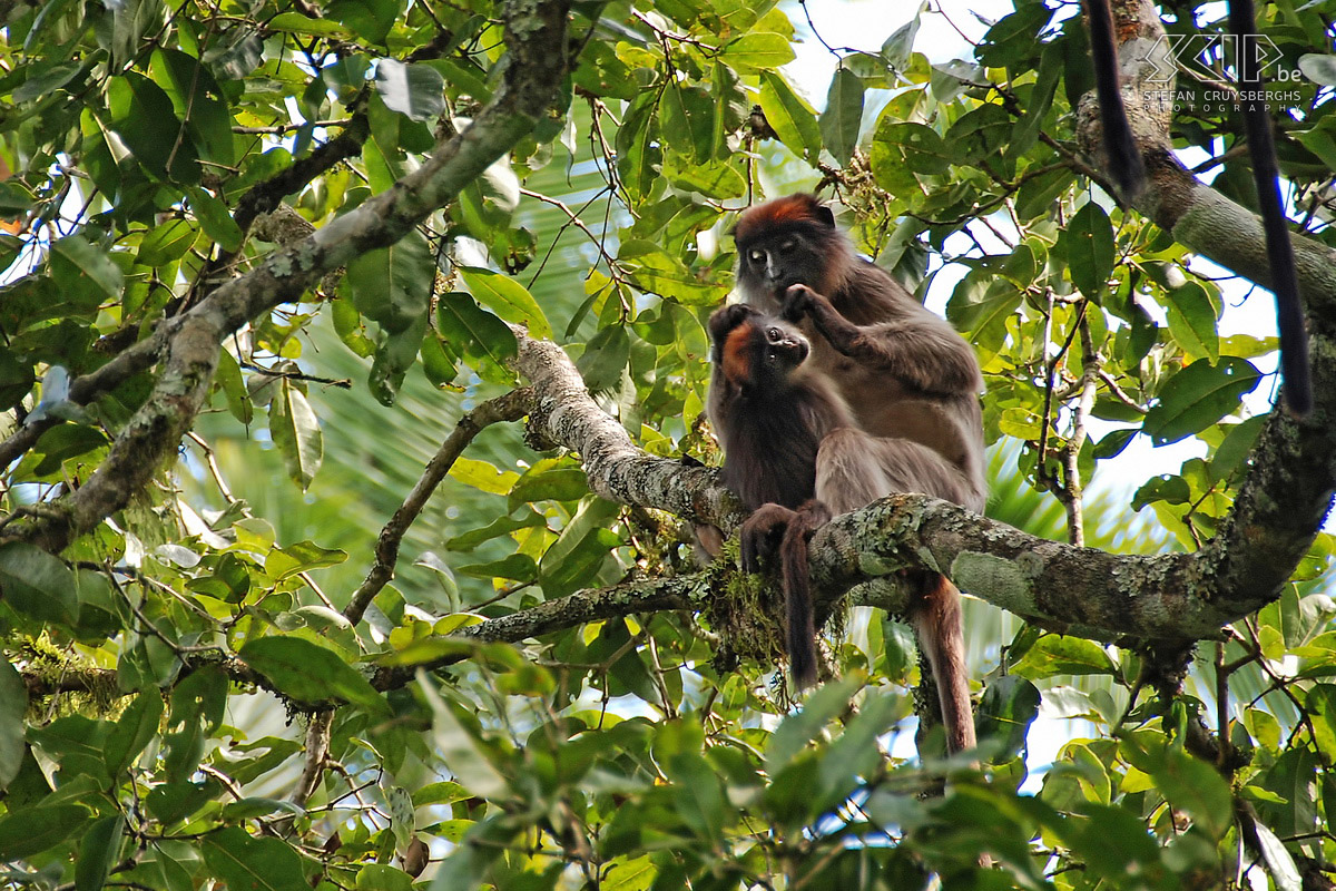 Kibale - Rode colobus aap In de namiddag trekken we naar het Bigodi Wetland Sanctuary waar we onder begeleiding een wandeling doorheen het moeras maken. We komen meerdere soorten franje-apen tegen waaronder dit rode colobusvrouwtje dat haar kleintje aan het inspecteren is. Stefan Cruysberghs
